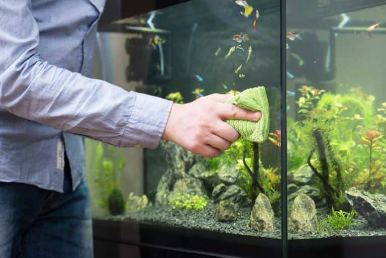 Aquarium reinigen – so fühlen sich Pflanzen & Tiere wie zu Hause